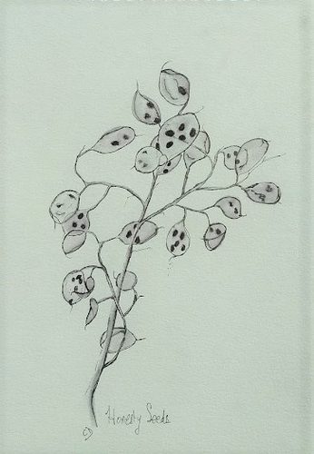 Chris D, Honesty seeds.